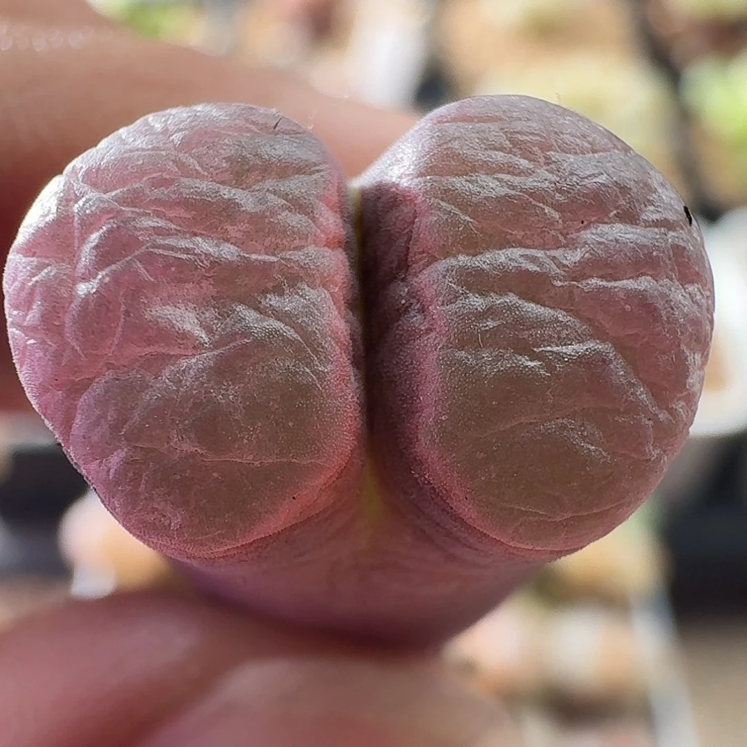 酱紫色风铃玉哈哈哈哈哈哈