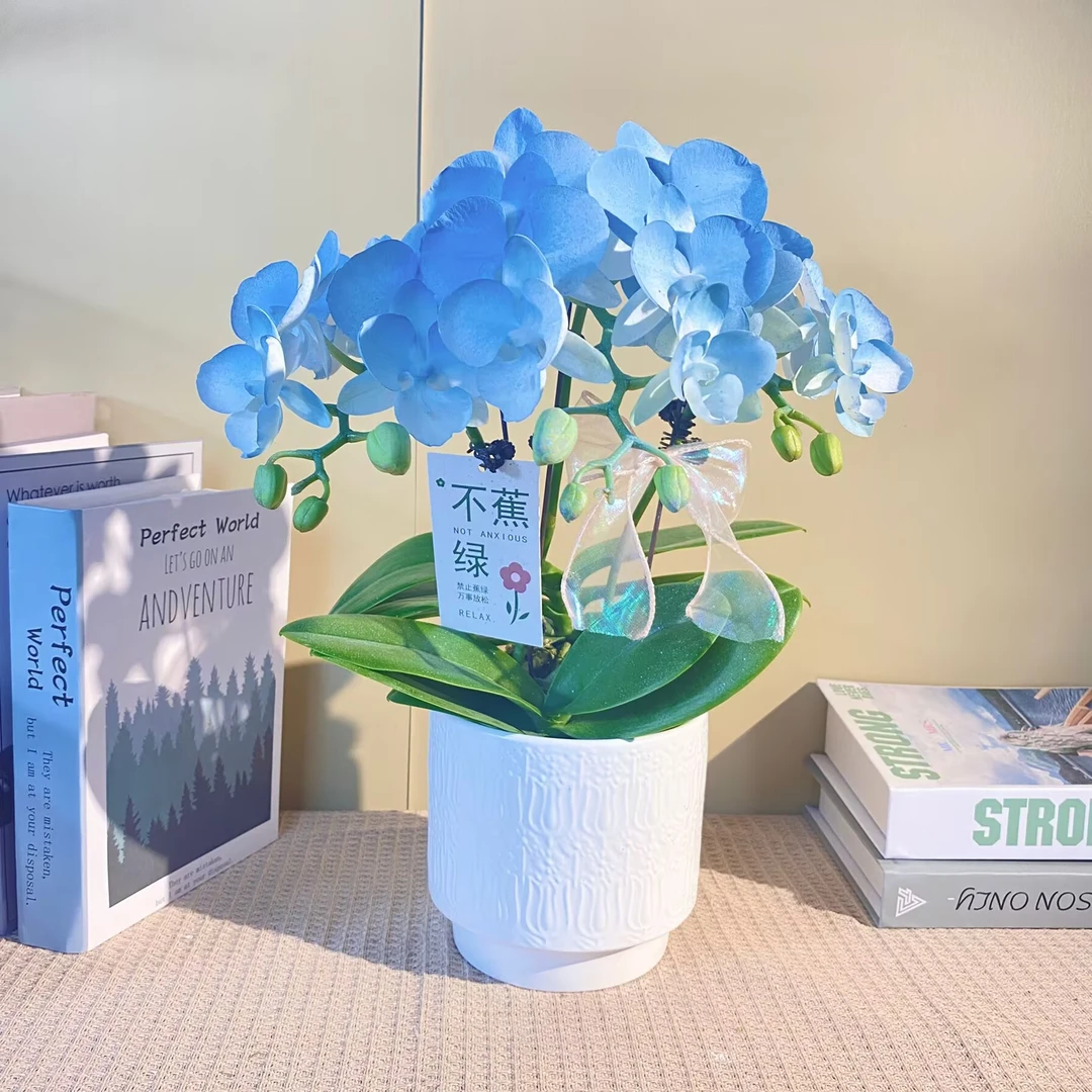 海洋之心 植物上色进口蝴蝶兰 观赏客厅花卉 真花观赏花