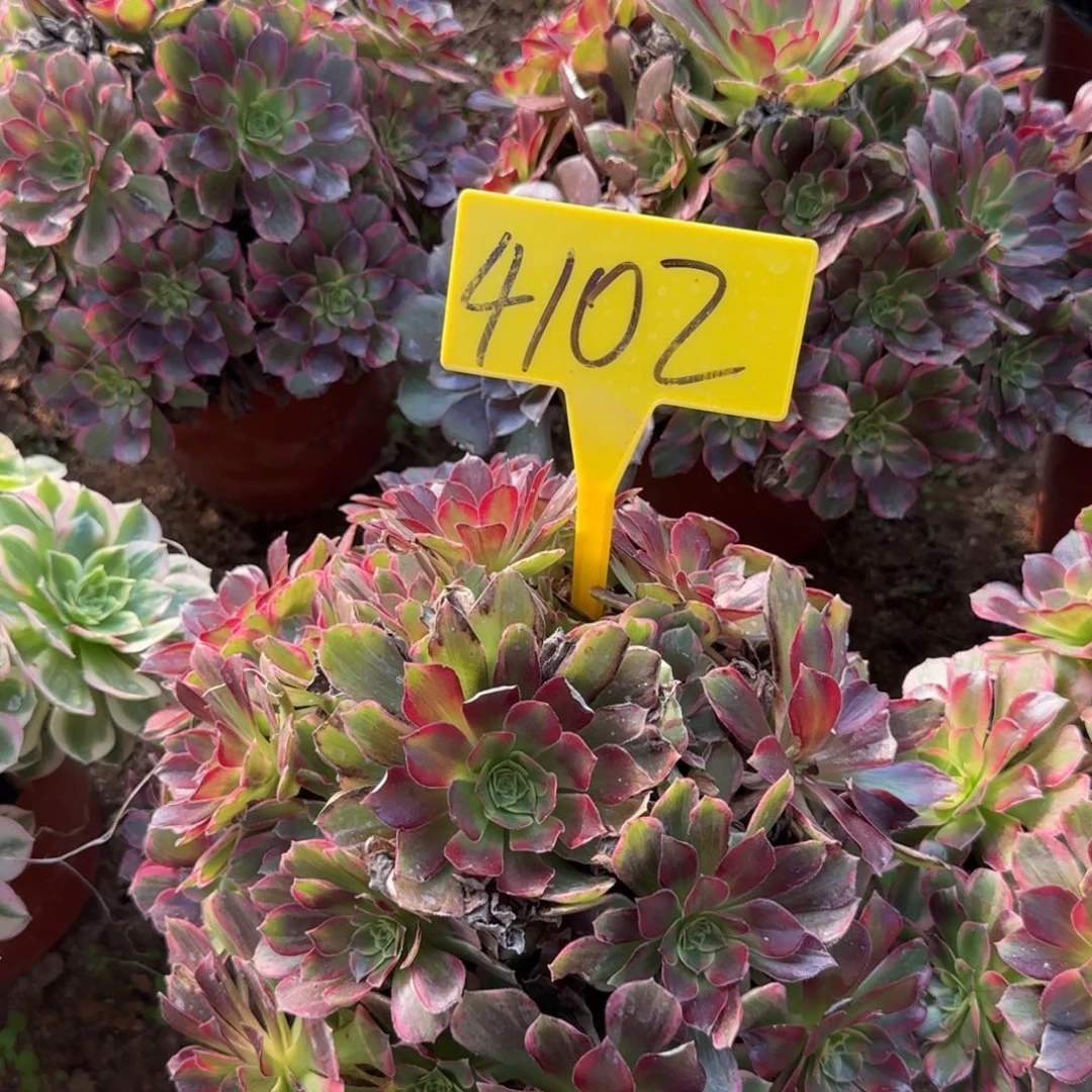 4102--安娜多头多肉