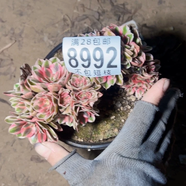 倾城缀多肉植物8992