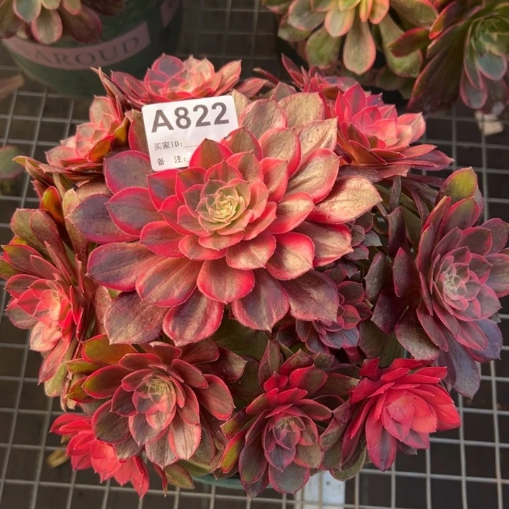 822黑魔锦20厘米左右