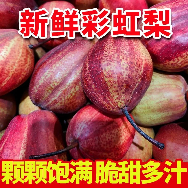 稀有品种 陕西彩虹梨高山梨子新鲜水果现摘当季早酥脆梨孕妇整箱