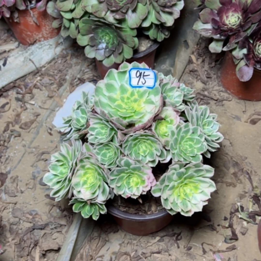 【闪购商品】海王95