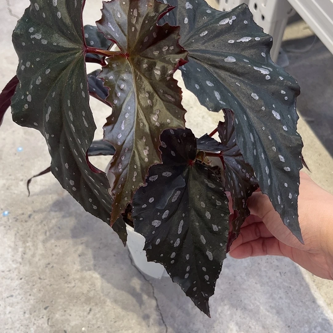 完全开放星月落黑色竹节秋海棠