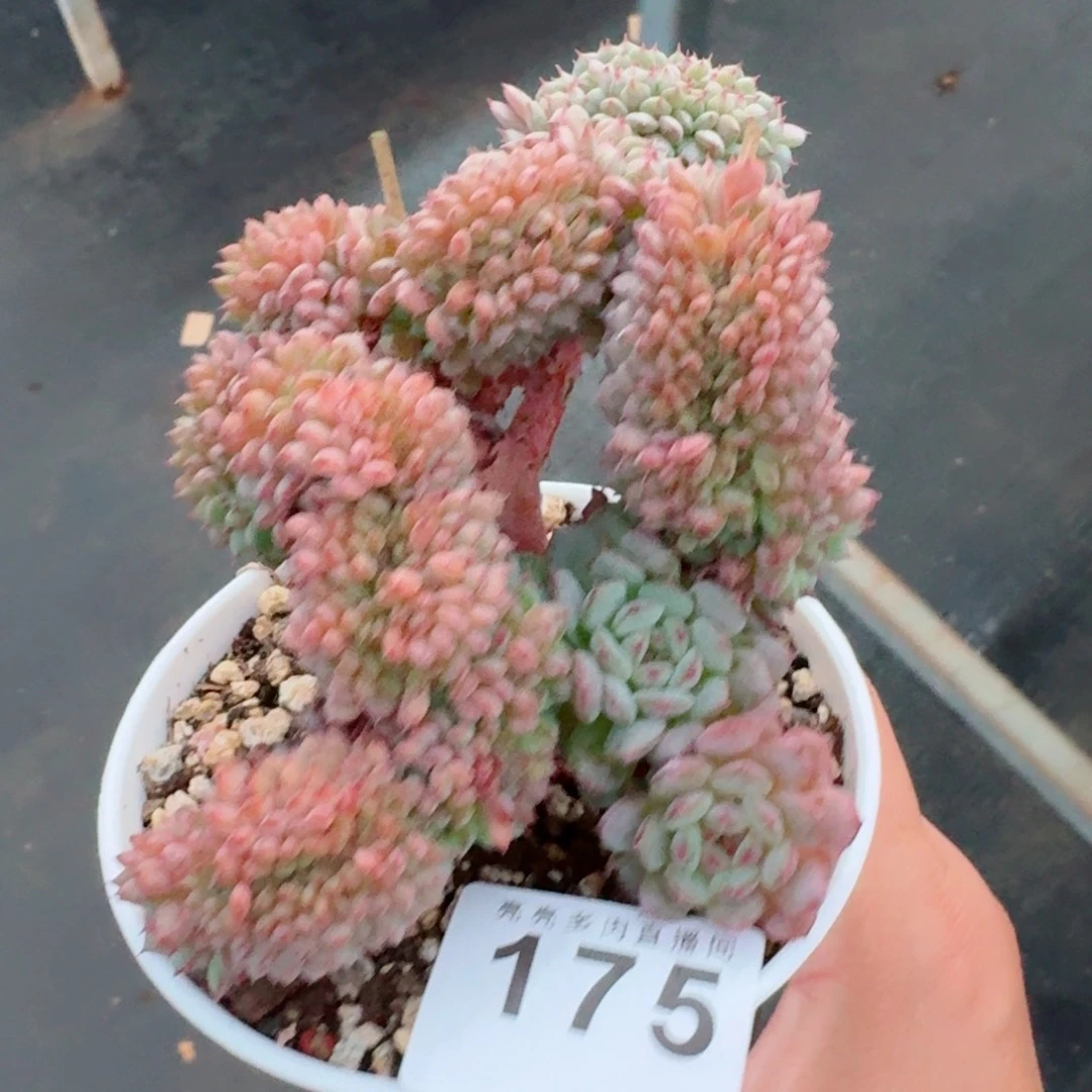 白胖子缀化            精美多肉植物