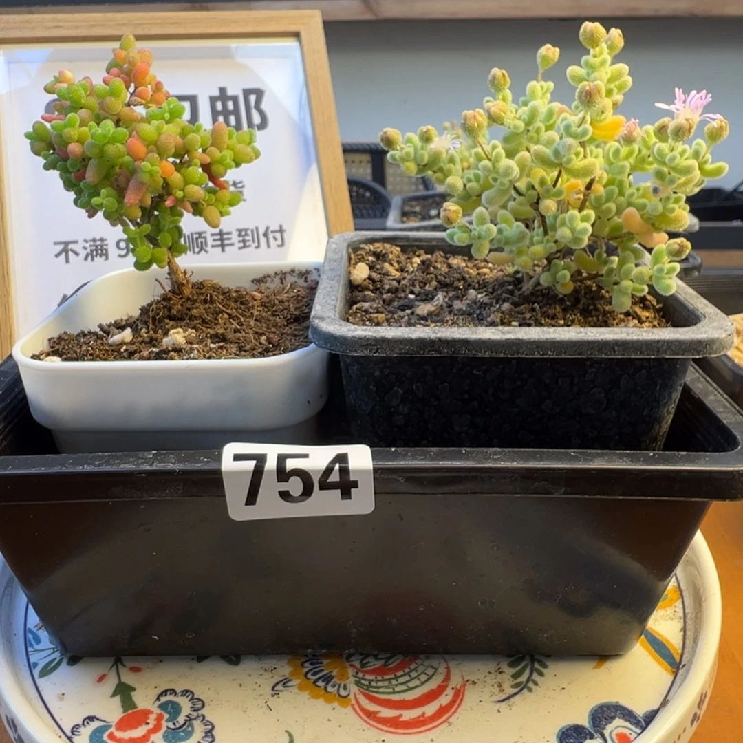 枝干番杏多肉植物754