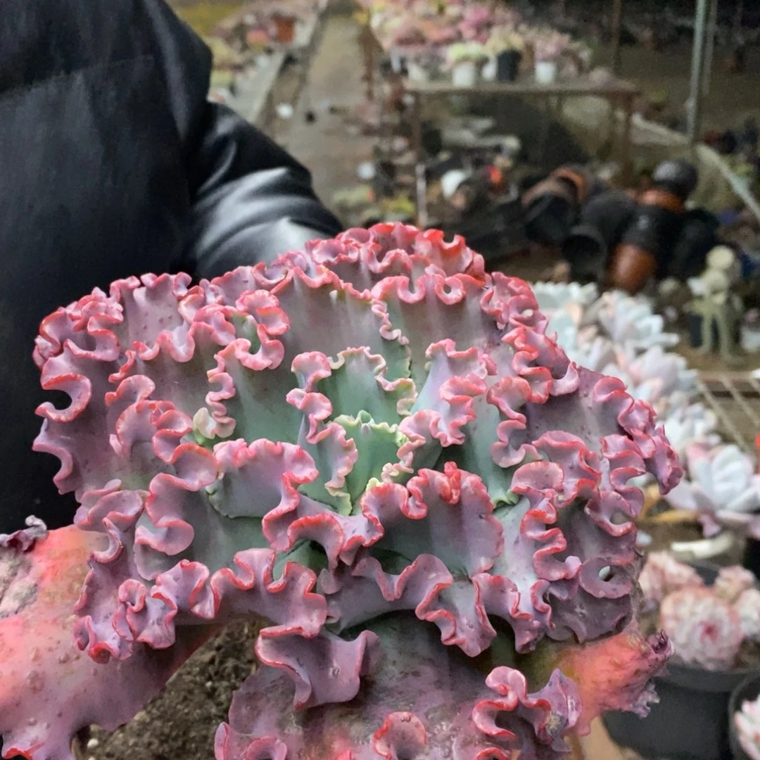 女王花笠大单头老桩