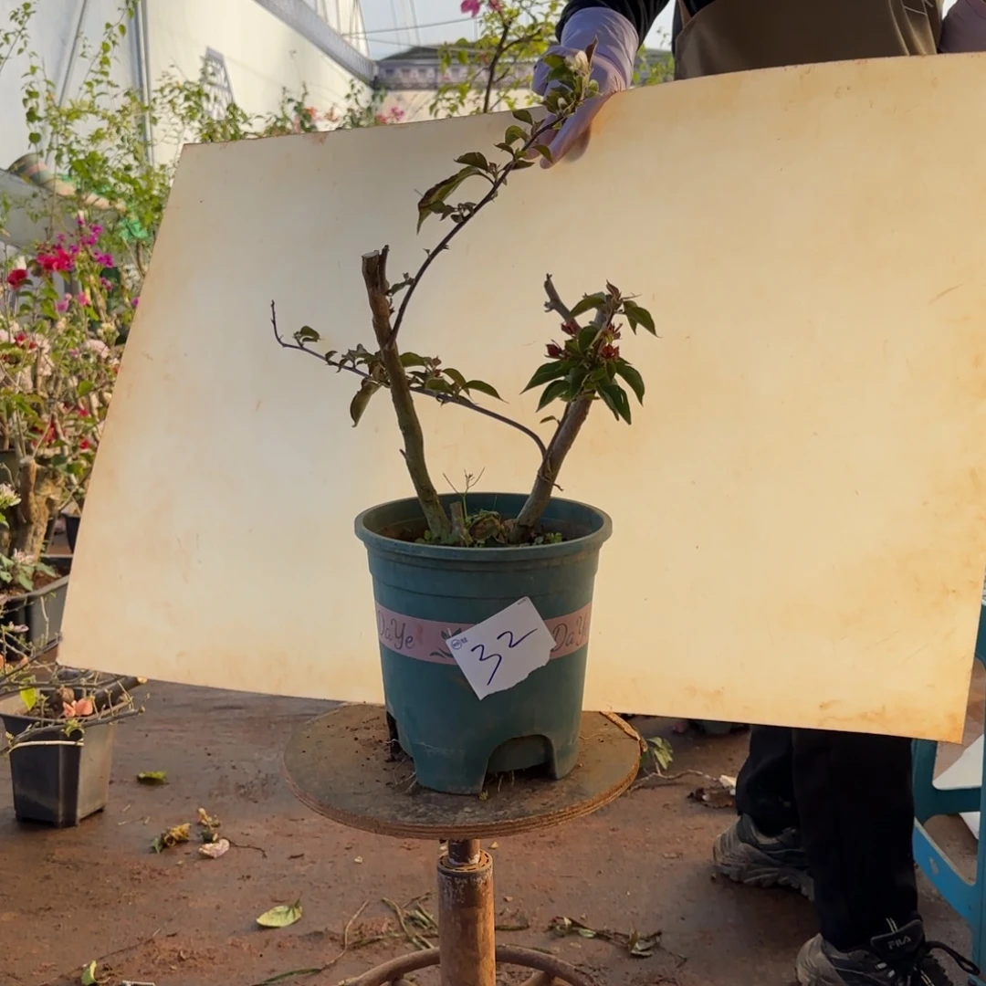 大部分开放少量花苞哪吒 32脱