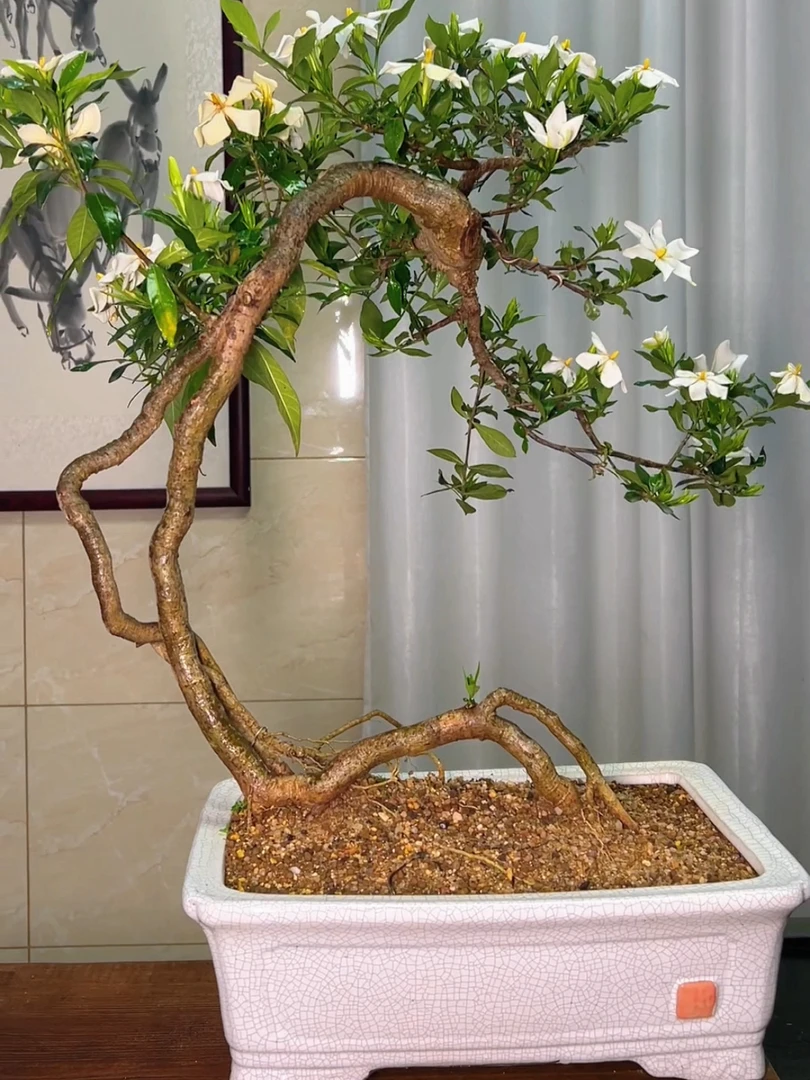 一物一拍提根栀子花盆景高70冠幅80粗2