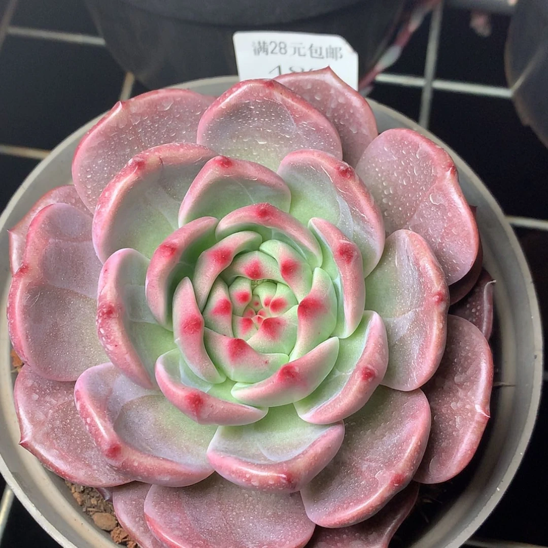 【闪购商品】云489号