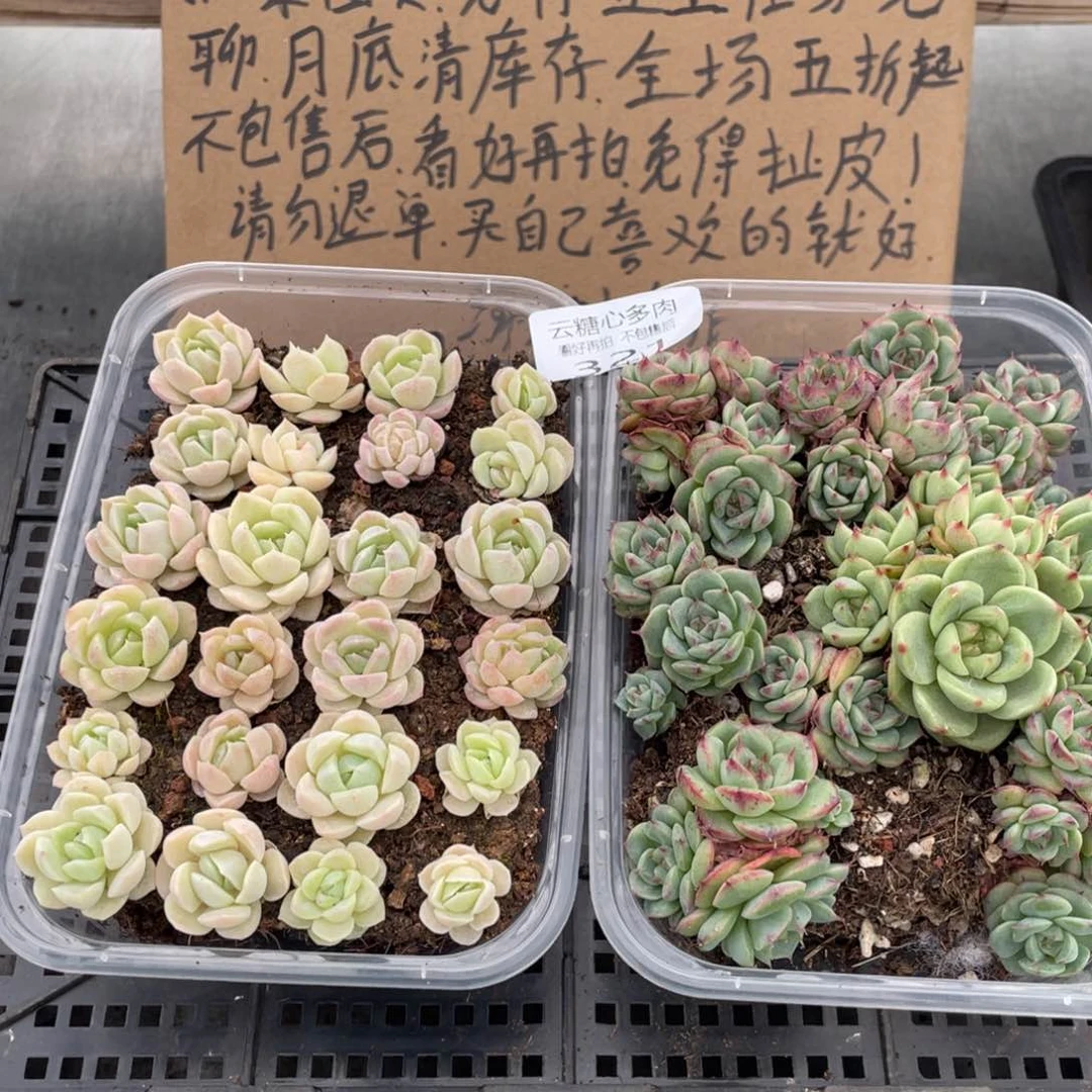 云糖心多肉植物321