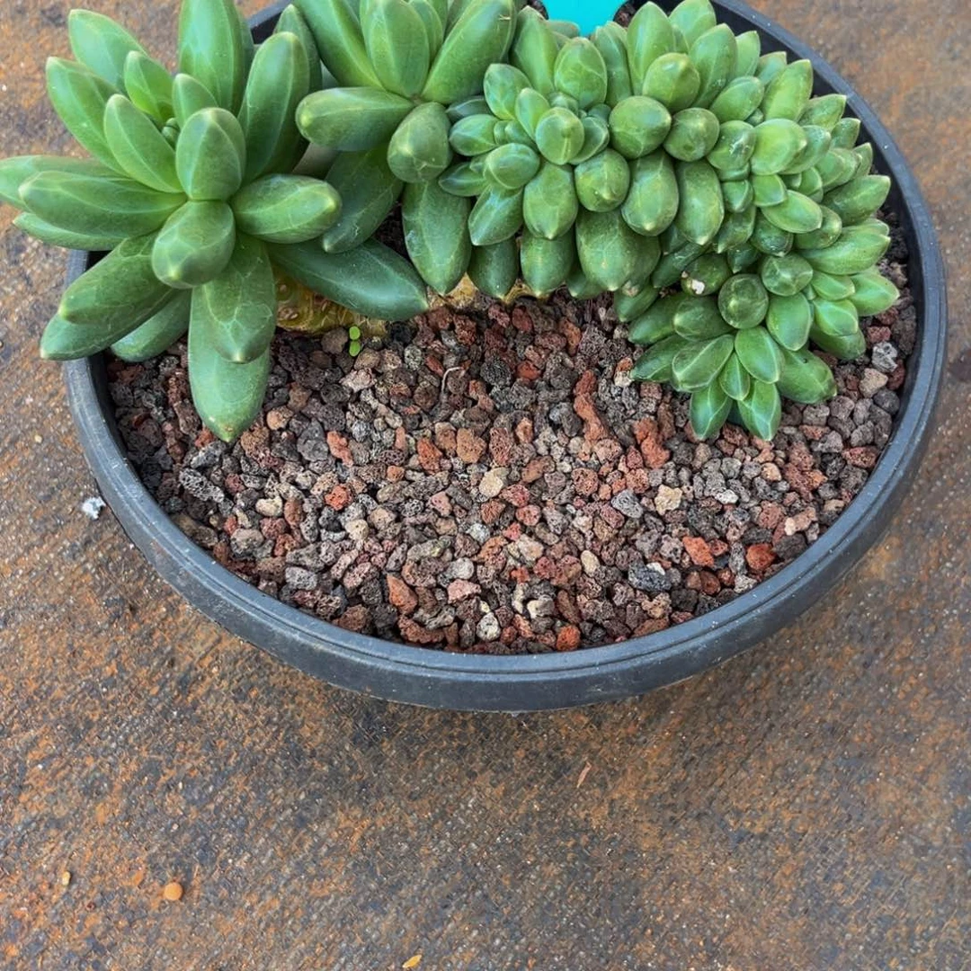 1755下午多肉植物群生