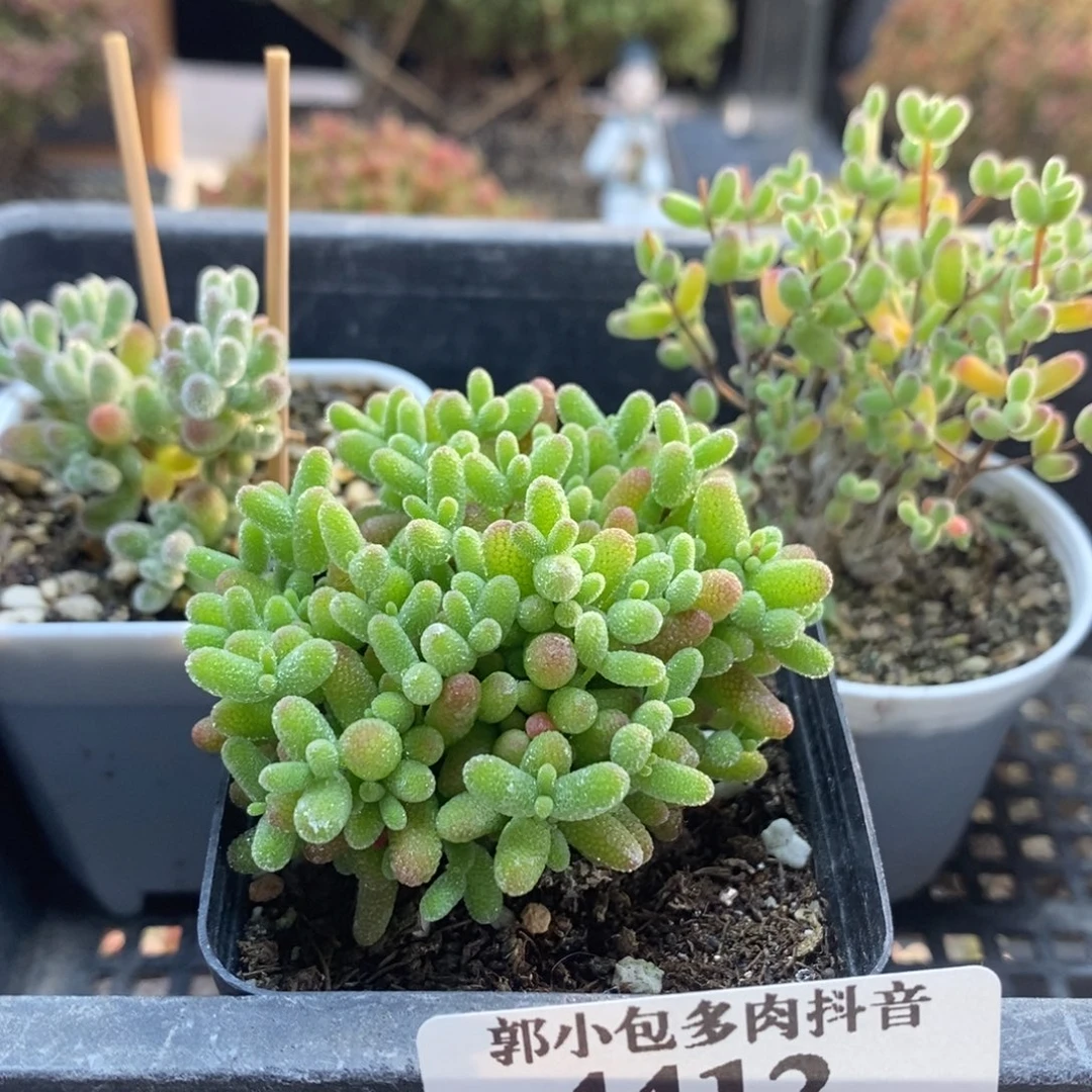 新人组合4412枝干番杏