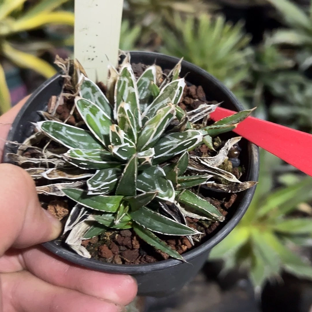 G***2姬脓白头笹之雪龙舌兰