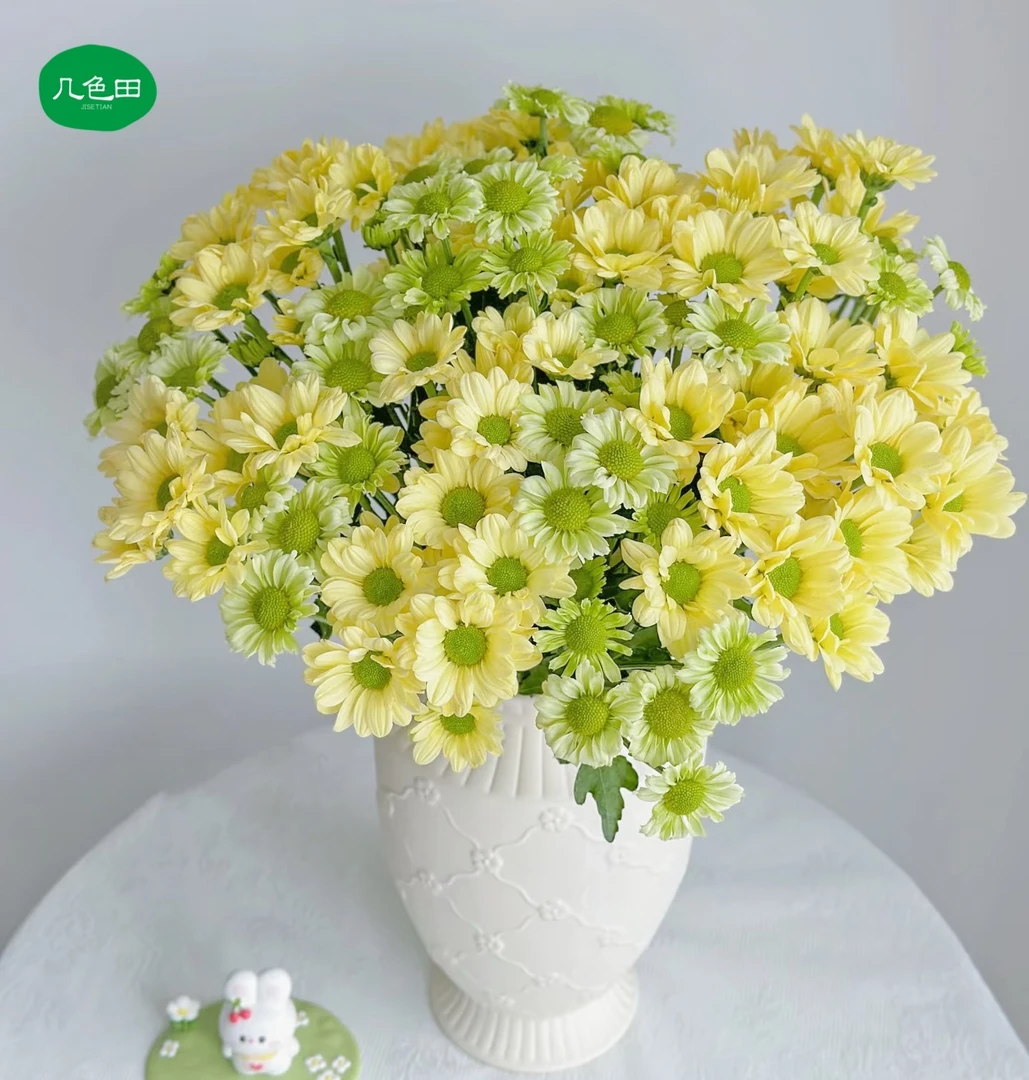 奶油三文鱼+抹茶----小菊云南直发鲜花
