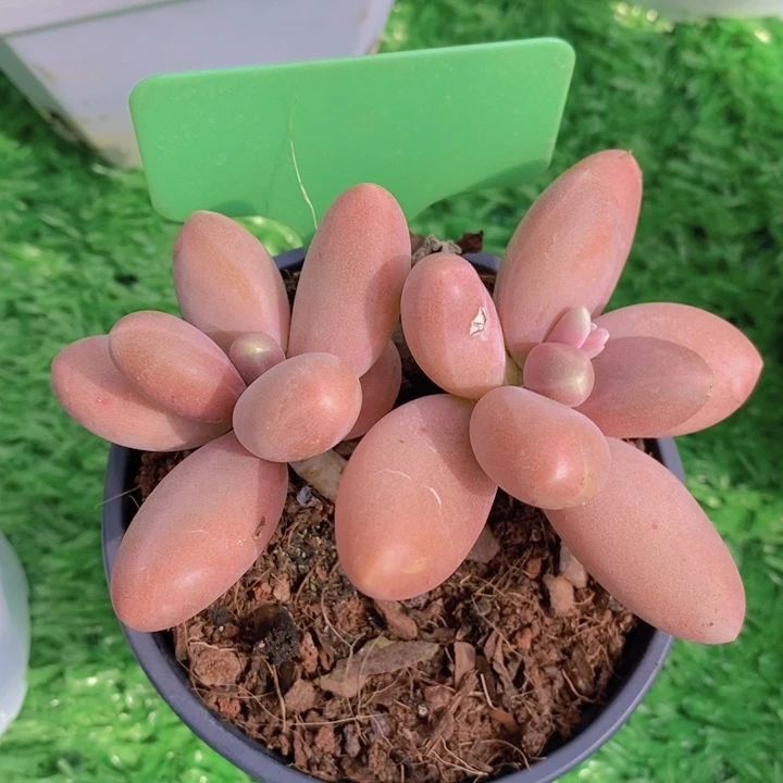 多肉植物，开心多肉