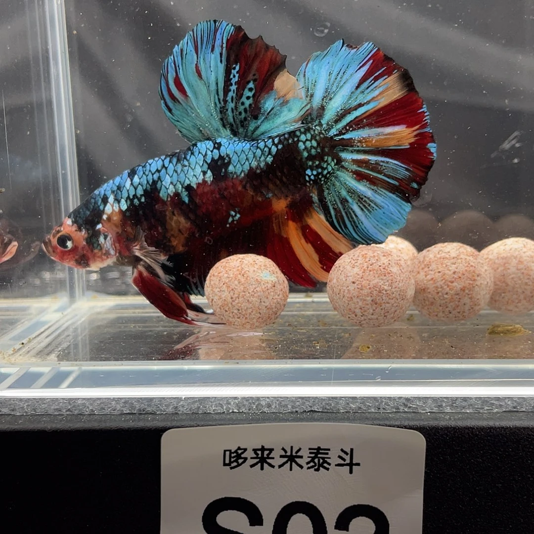 斗鱼12.9 巨斗 02