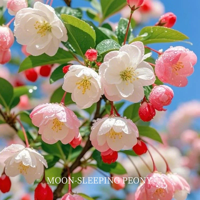 30ml月眠海棠单方精油