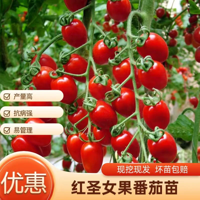 小番茄种子红圣女果种子超甜爆汁阳台盆栽庭院高产水果四季播种