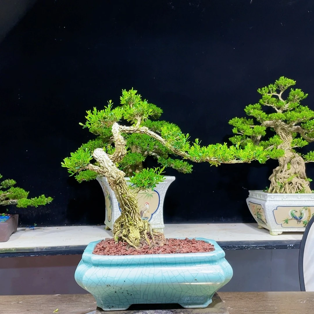 黄杨盆景四季常青