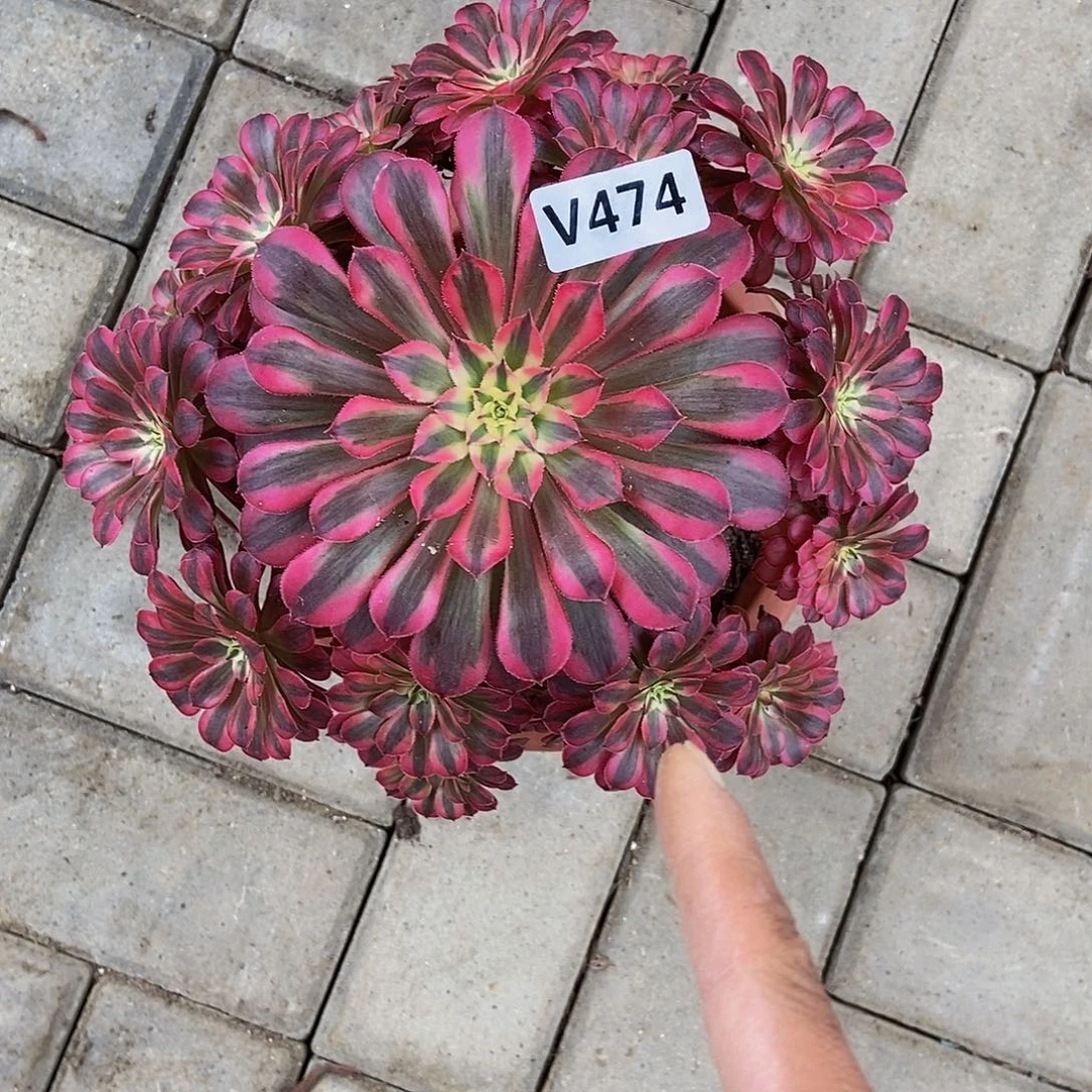 474黑铜白555555冠服22.3左右