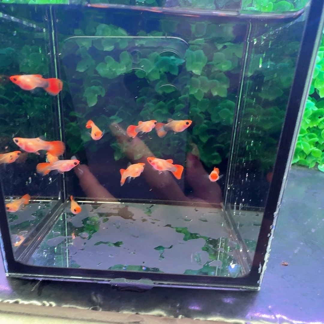 T***0孔雀鱼深海蓝玻璃猫球苗10条