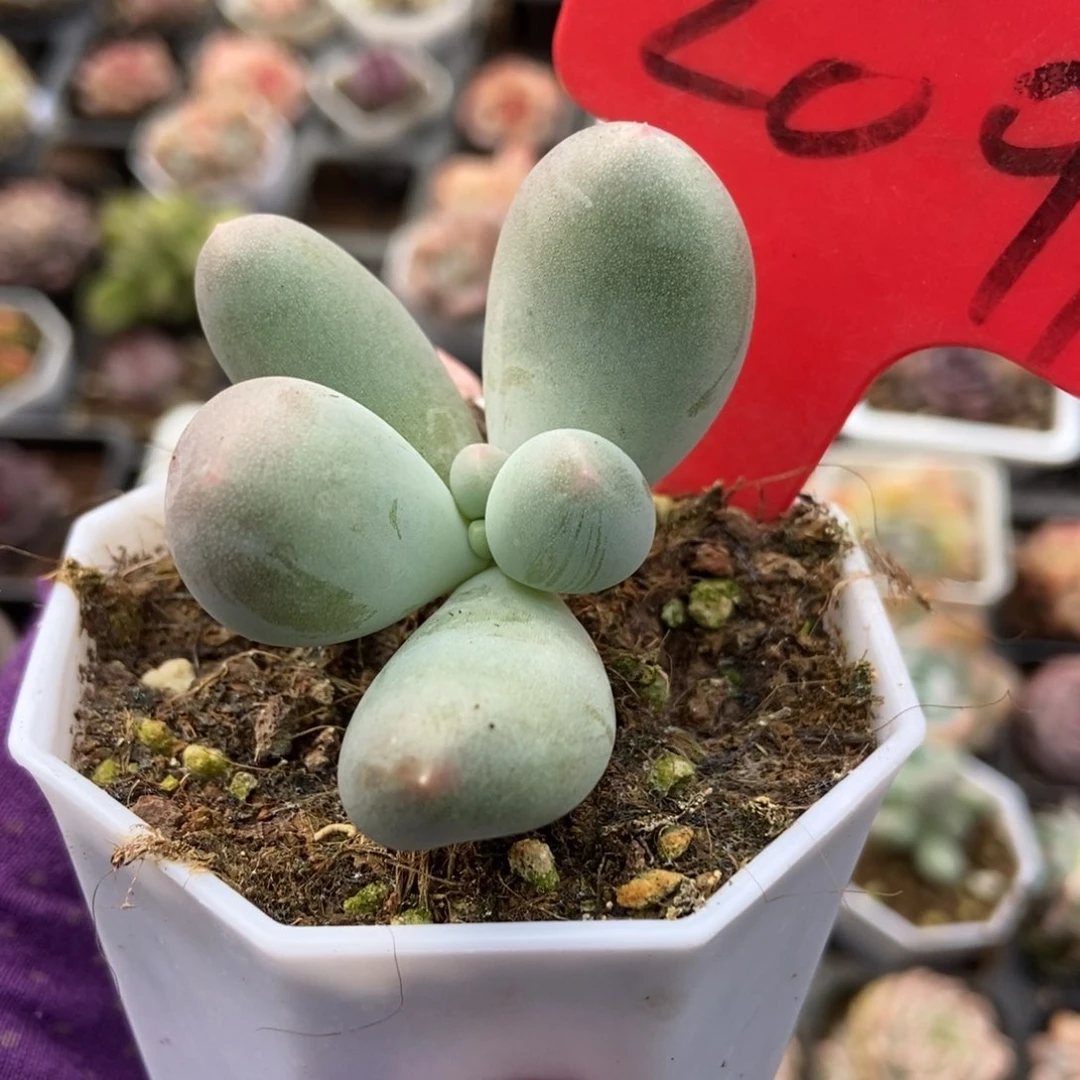 2091米可奶多肉植物保护