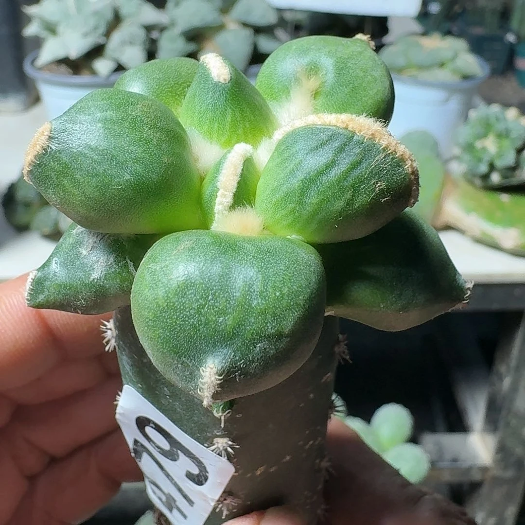 【闪购商品】无花朵用****3精品蛋479