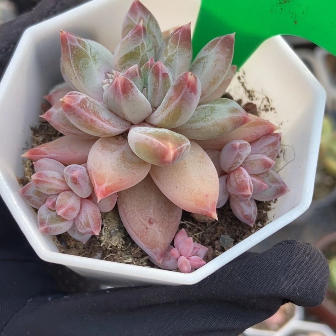 758梦幻美人多肉植物保护