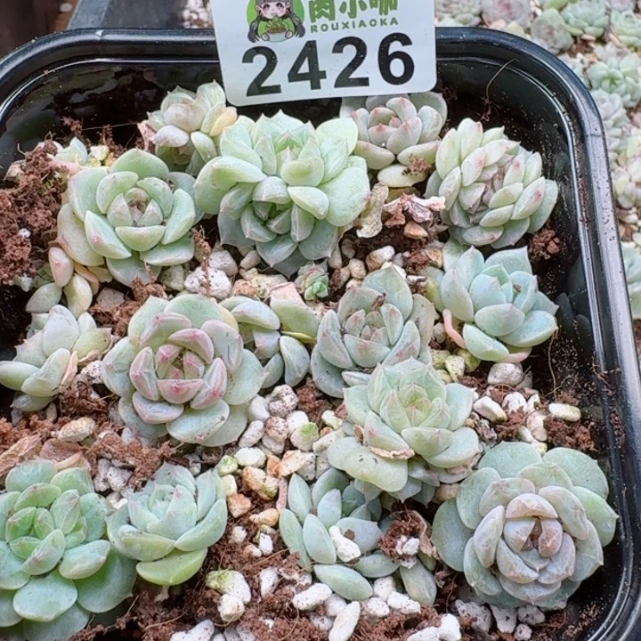 多肉植物多肉植物