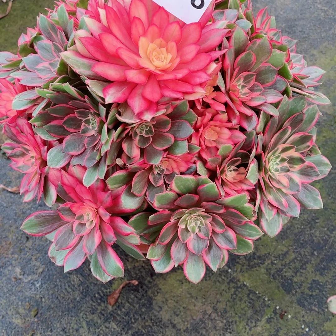 无花朵晓****?多肉植物黑魔锦898