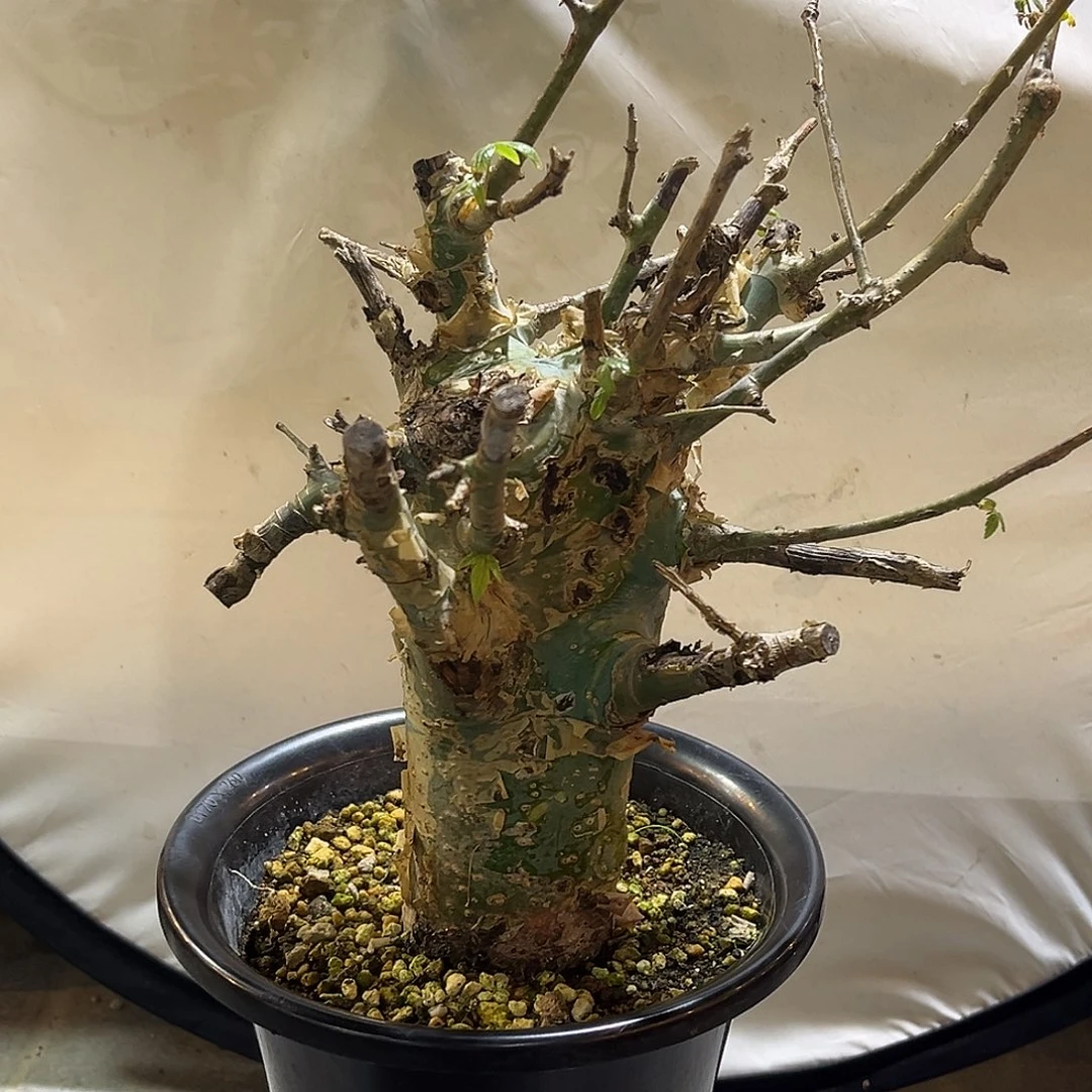 潮流植物 蓝白皮橄榄 大青龙