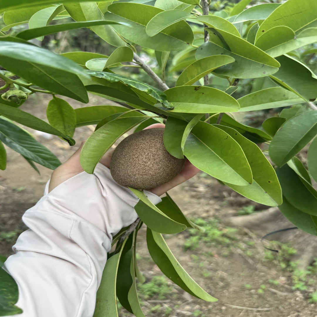 一物一拍各种精品果树苗
