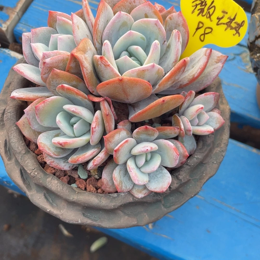 薇***琳韩版奶茶无砍无摘五头微林