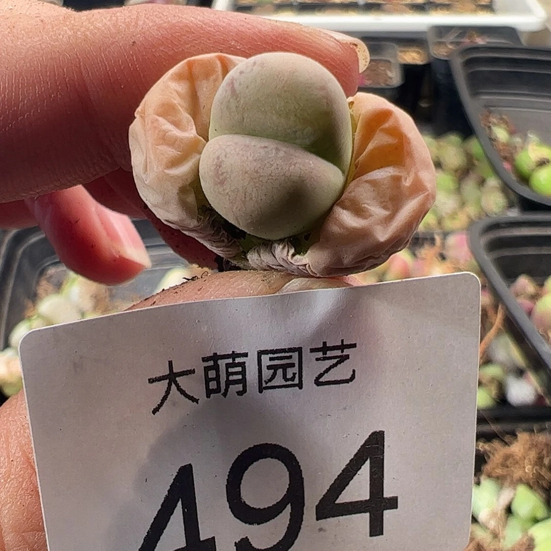 一物一拍。        494