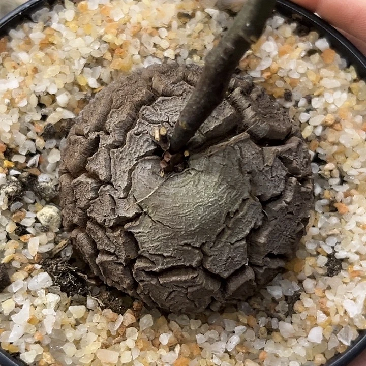 潮流植物优选南非龟，3053