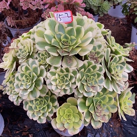 绿豆沙老桩捧花152号