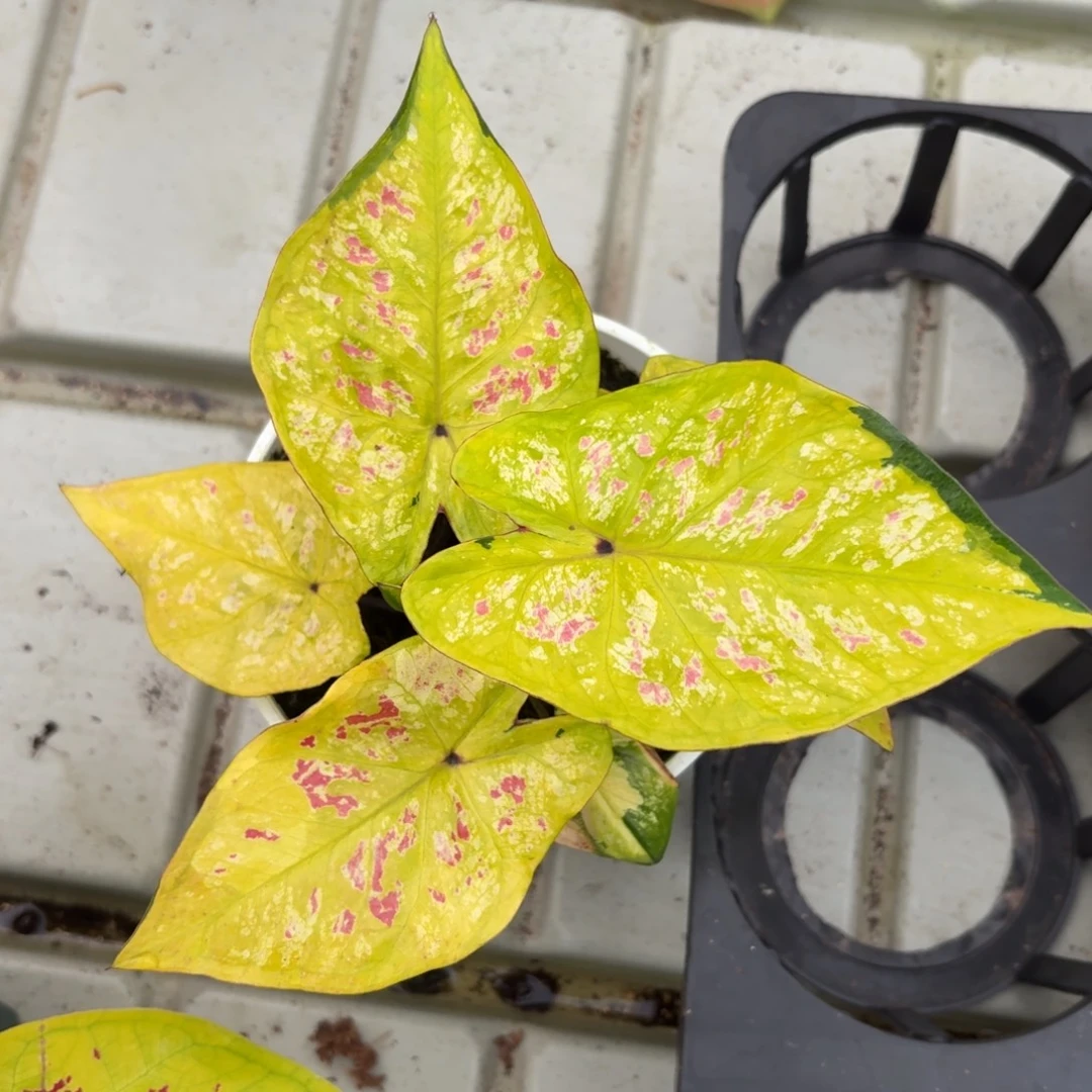 泰国彩叶芋36-1219