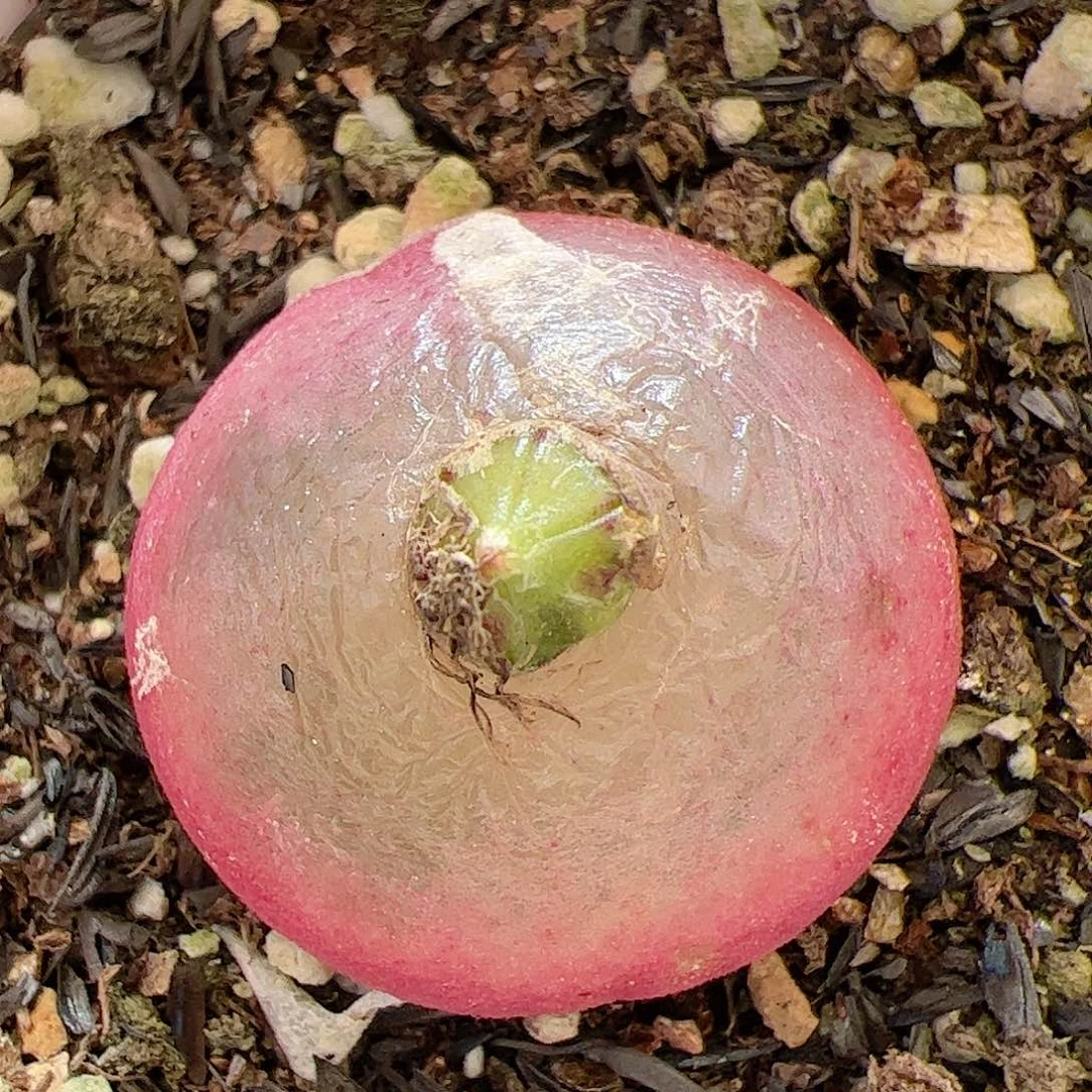 【闪购商品】97 灯泡