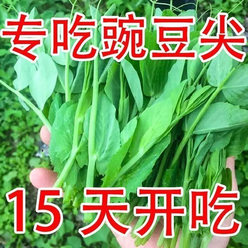 【满5包/包邮】四季豌豆尖种子可阳台盆栽适合火锅热炒凉拌种植