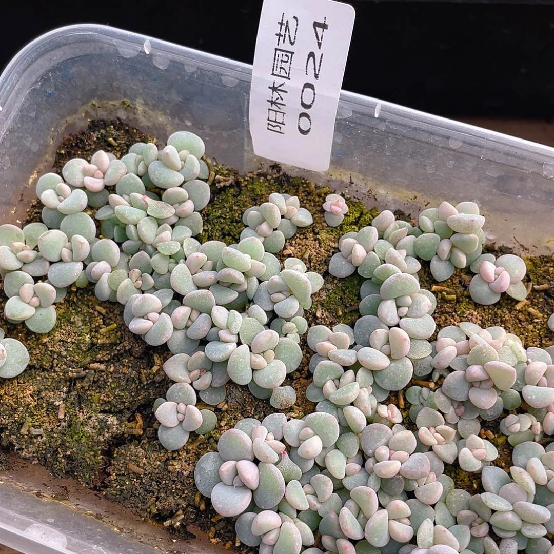 也***谁多肉植物多肉植物24