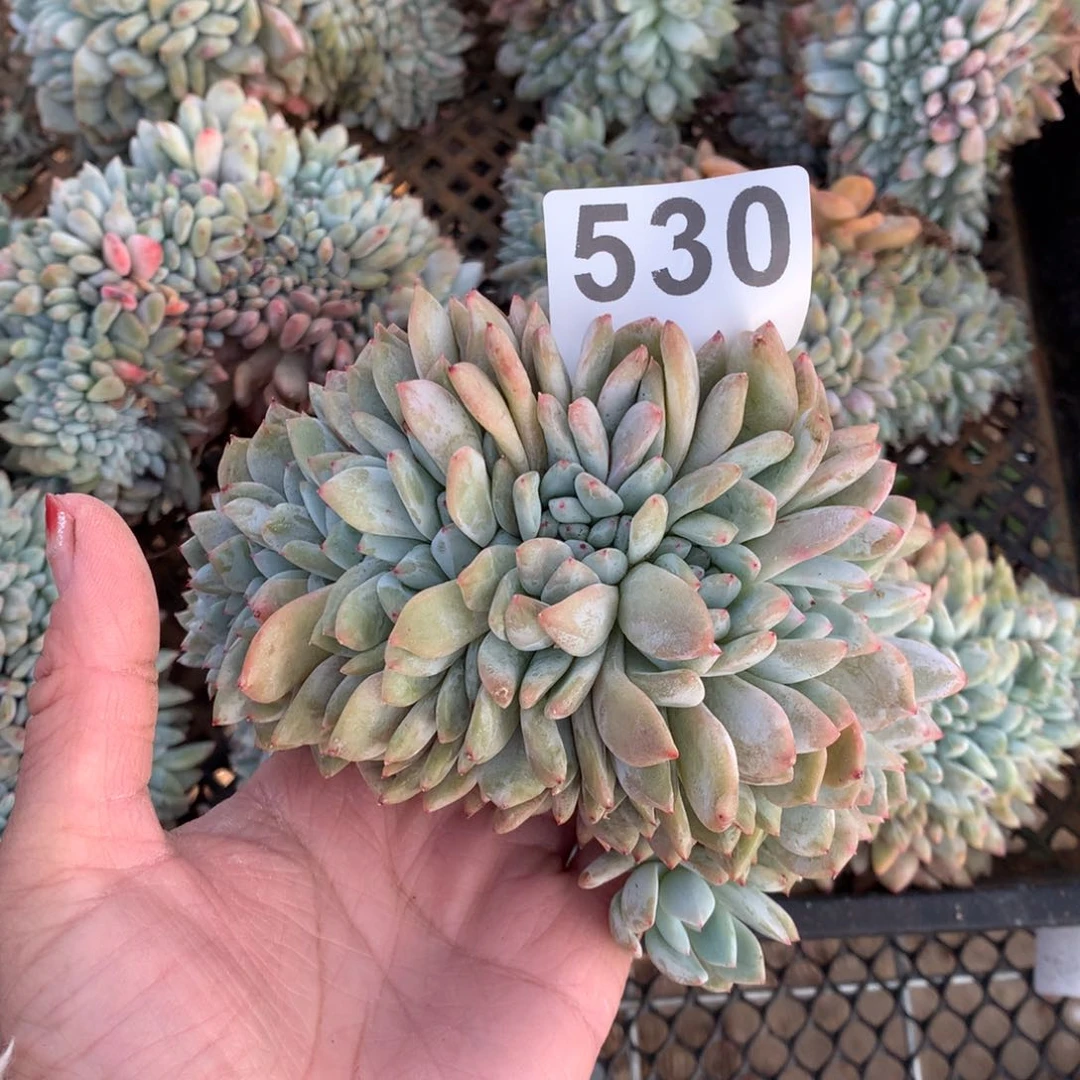 z**域530橙子缀化多肉植物