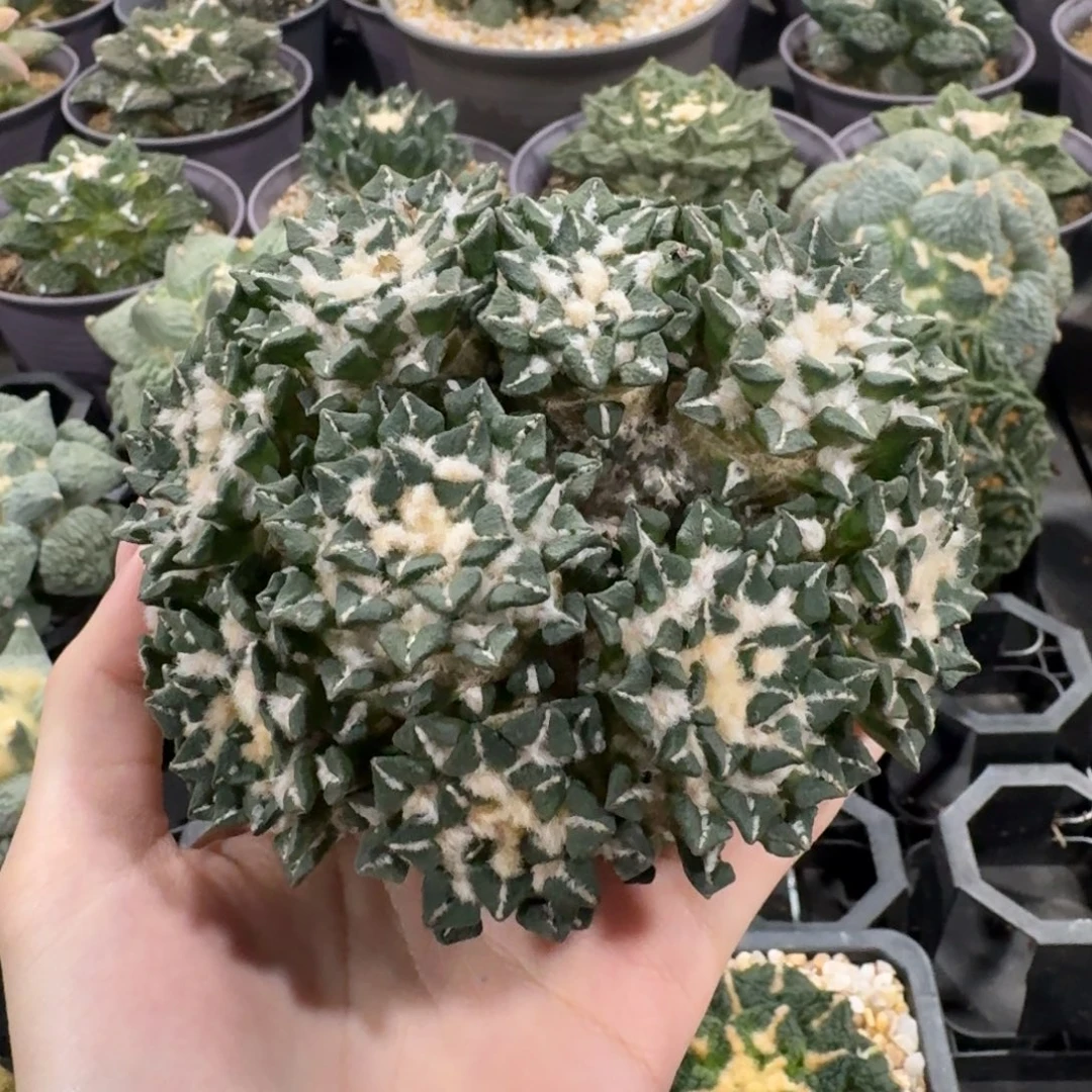 10.8cm黑牡丹群生无根