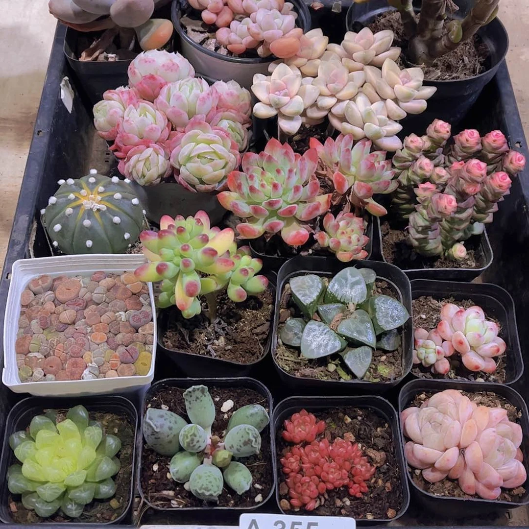 多肉355多肉植物