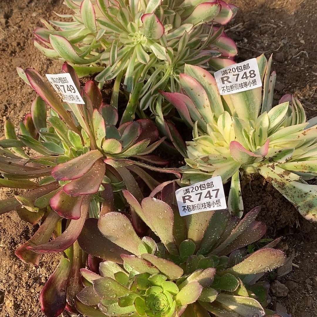 放***记747-750红白红金刚女巫桃花石多肉