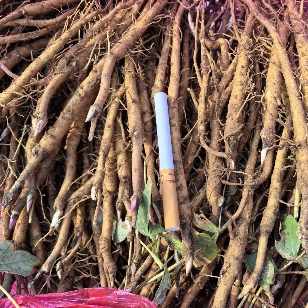 牡丹苗油牡丹苗、耐寒牡丹苗、油用牡丹苗、四季牡丹苗药材大通草