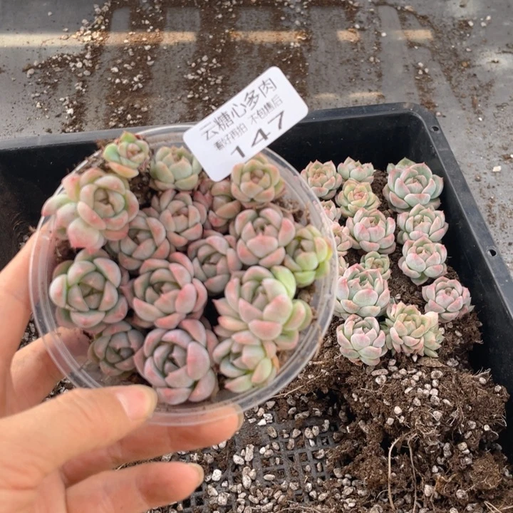 云糖心多肉植物147