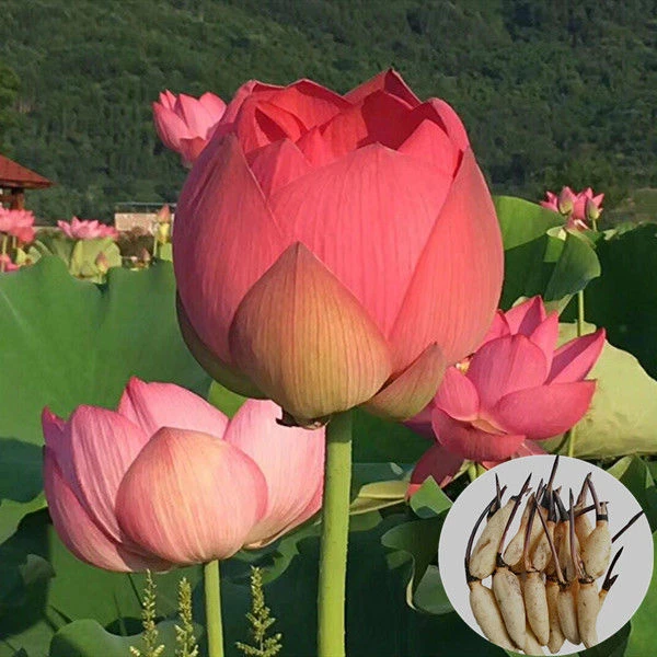 观赏荷花种藕带芽池塘荷花盆栽荷花碗莲水养好养四季花卉水生植物