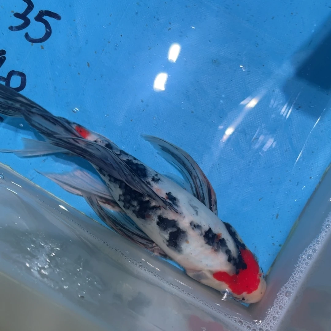 锦鲤蝴蝶鲤鱼锦鲤包邮