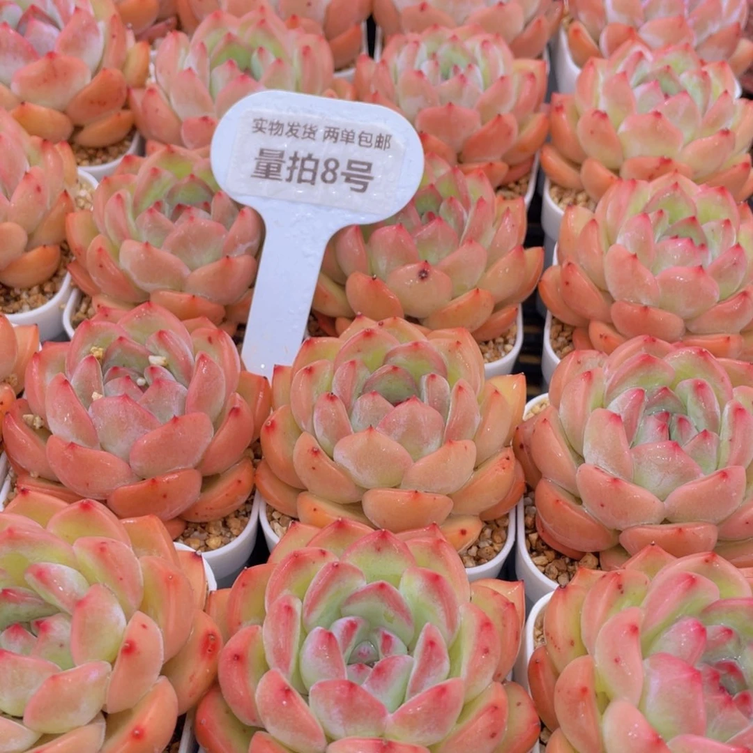 量拍8号 草莓杏仁单头一个